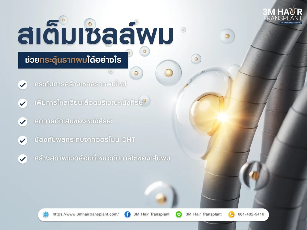 สเต็มเซลล์ผม ช่วยกระตุ้นรากผมได้อย่างไร